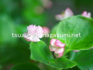 25/09/10 ベゴニア