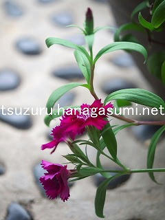 25/09/10 ナデシコ