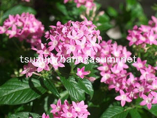 25/09/09 ペンタス