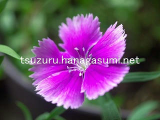 25/09/12 ナデシコ