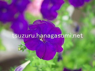 25/09/13 ペチュニア