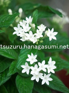 25/09/17 ペンタス