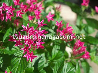 25/09/16 ペンタス