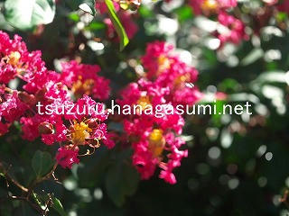 25/09/16 サルスベリ