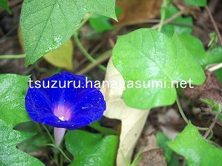 25/09/17 アサガオ