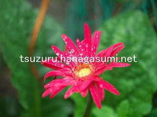 25/09/20 ガーベラ