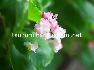 25/09/18 ベゴニア