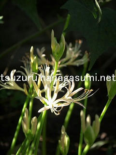 25/09/19 ヒガンバナ