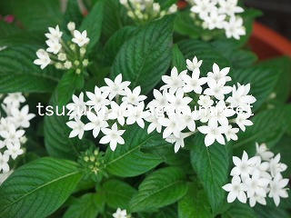 25/09/20 ペンタス