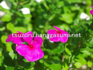 25/09/21 ニチニチソウ