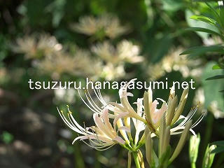 25/09/21 ヒガンバナ