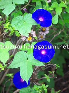 25/09/23 アサガオ