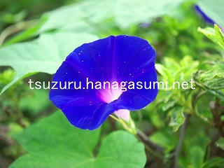 25/09/23 アサガオ