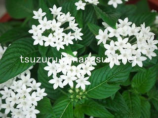 25/09/23 ペンタス