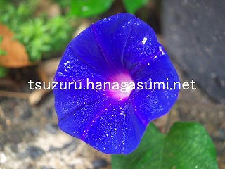 25/09/25 アサガオ