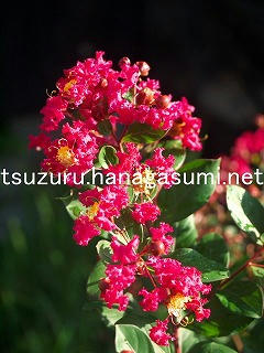 25/09/26 サルスベリ