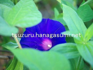 25/09/24 アサガオ