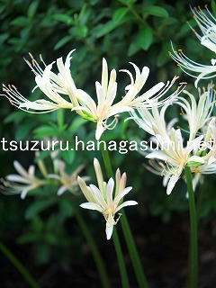 25/09/24 ヒガンバナ