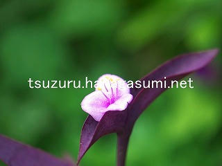 25/09/28 ムラサキゴテン