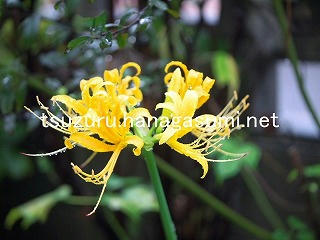 25/10/04 ヒガンバナ