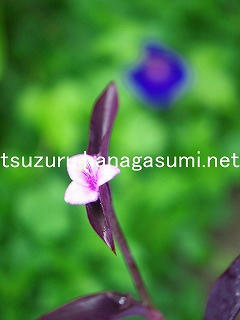 25/10/04 ムラサキゴテン