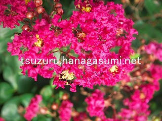 25/09/30 サルスベリ