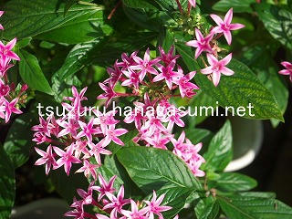 25/10/05 ペンタス