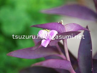 25/10/06 ムラサキゴテン
