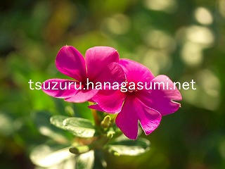 25/10/07 ニチニチソウ