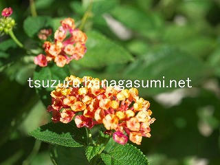 25/10/12 ランタナ