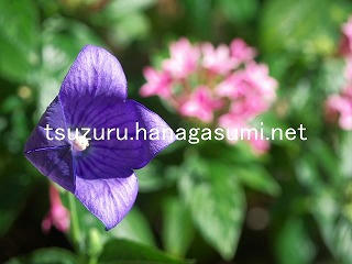 25/10/09 キキョウ