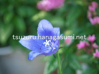 25/10/11 キキョウ