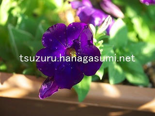 25/10/13 ペチュニア