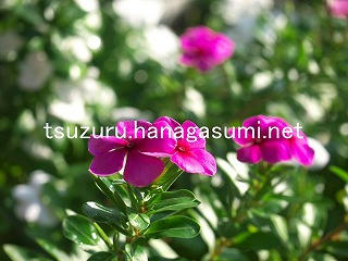 25/10/13 ニチニチソウ