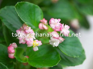 25/10/14 ベゴニア