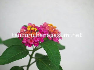 25/10/15 ランタナ