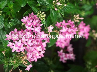 25/10/19 ペンタス