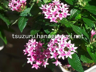 25/10/17 ペンタス