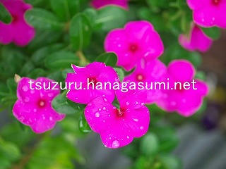 25/10/18 ニチニチソウ