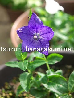 25/10/19 キキョウ