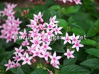 25/10/22 ペンタス