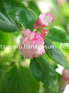 25/10/20 ベゴニア