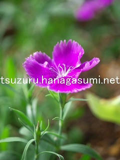 25/10/21 ナデシコ