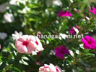 25/10/24 ニチニチソウ