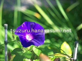 25/10/24 アサガオ