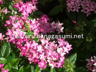 25/10/28 ペンタス