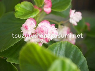 25/10/28 ベゴニア