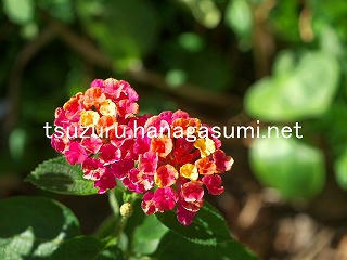 25/10/29 ランタナ