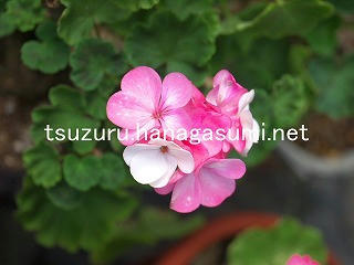 25/10/26 ゼラニューム