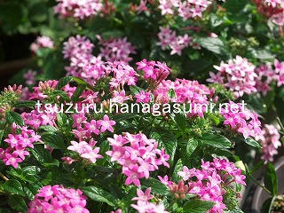 25/10/27 ペンタス